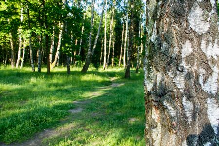 bright sunny summer morning in the forestの写真素材