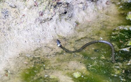 poisonous black snake swiming in a pond on sunny summer dayの写真素材