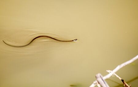 poisonous black snake swiming in a pond on sunny summer dayの写真素材