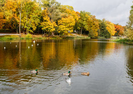 ducks and seagulls swim in the pond on a sunny autumn dayの写真素材