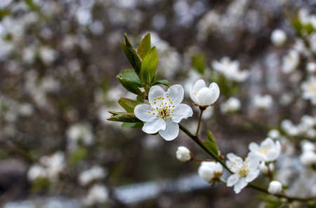 cherry blossoms on a branch. outdoor closeup. spring day