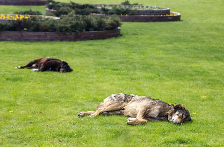 two stray dogs lie on the city lawn on spring dayの写真素材