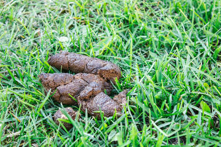 big pile of dog shit on the city lawn. outdoor closeup. fresh animal crap dung