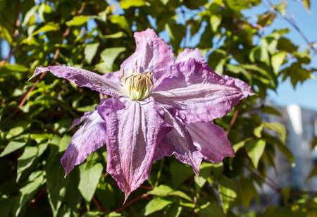 purple mallow flower closeup oundoor on sunny day