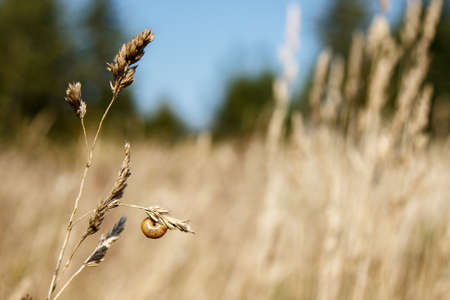 snail sits on a stalk of dry grass on sunny autumn dayの写真素材