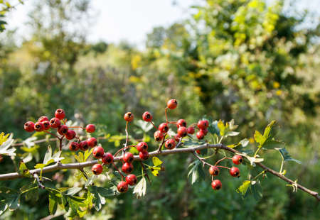 hawthorn fruit in the field on sunny autumn day. outdoor closeupの写真素材