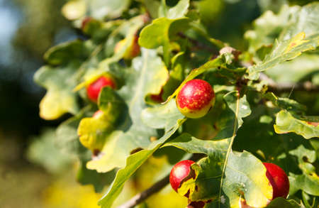 fruits of the pedunculate oak in the forest on sunny autumn dayの写真素材