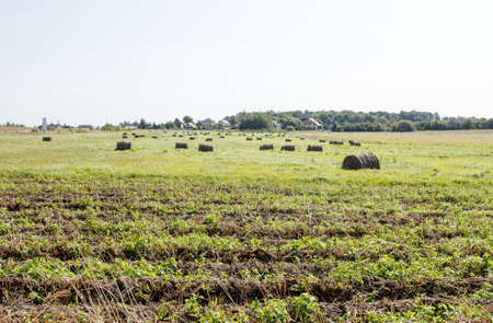 field with bales of harvested hay on sunny autumn day