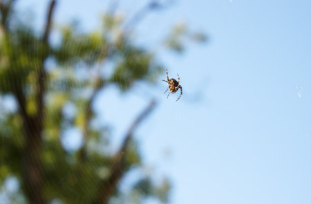 spider sits on the web on sunny day. outdoor closeup