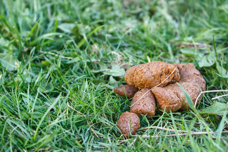 big pile of dog shit on the city lawn. outdoor closeup. fresh animal crap dungの写真素材