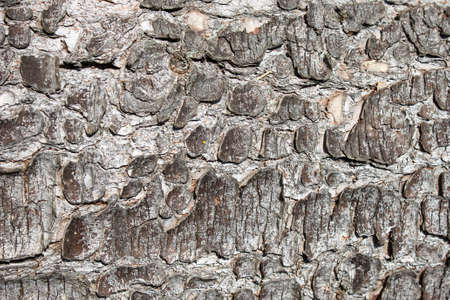 gray tree bark as a background closeup outdoor daylight