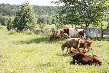 rural landscape with grazing cows in siberia on summer dayの写真素材