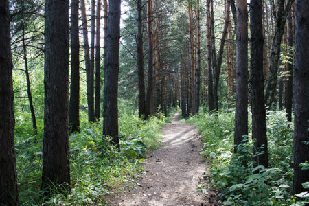 dirt path in the forest in siberia on sunny summer dayの写真素材