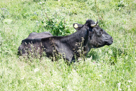 rural landscape with grazing cows in siberia on summer dayの写真素材