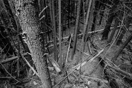 Vancouver forest