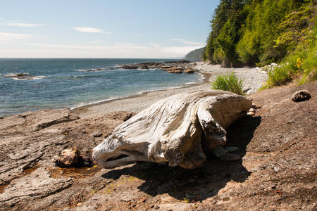 Log at Juan de Fuca trailの写真素材