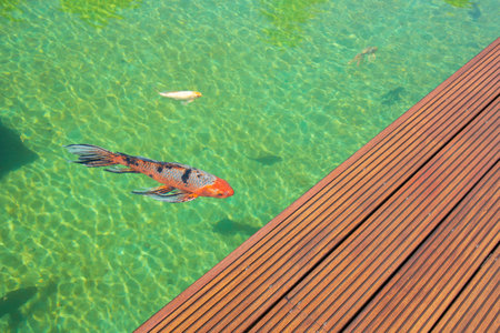Cumaru wood grooved deck and water with colorful carp fishes close up, contrasting texture detail of decorative natural lakeの写真素材