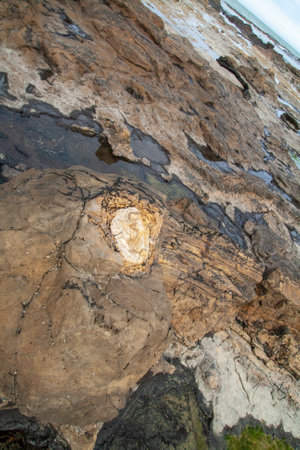 Fossil tree trunk in the petrified forest at Curio Bay ,the prehistoric site from Jurrasic era, the Catlins, South Island New Zealandの写真素材