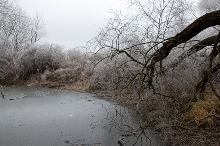 Cold winter frozen nature with frosty trees, twigs, woods and icy lakeの写真素材