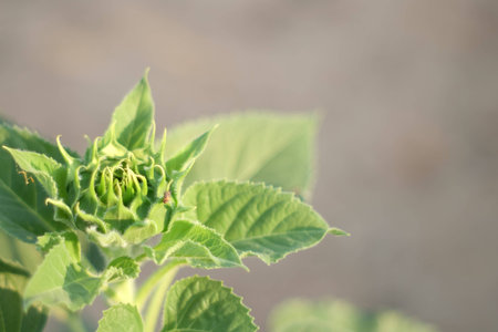 Leaves  young sun flowerの写真素材