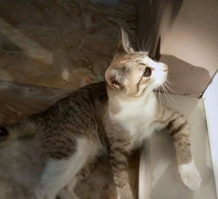 Cat earth tone warm lightの素材