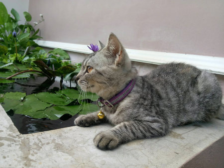 Cat water sideの素材
