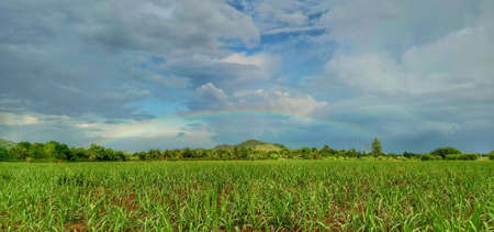 Rainbow on the sky after the rainの素材