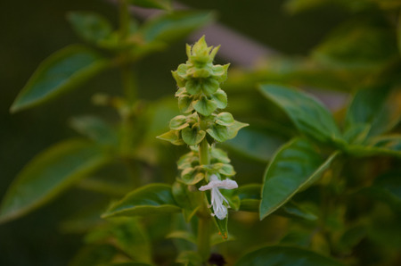 green fresh basil used as a spice in Italian cuisineの写真素材