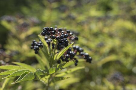 Sambucus ebulus known as danewort, dane weed, danesblood, dwarf elder or European dwarf elder berries. Close up view. Copy negative spaceの写真素材
