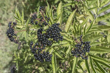 Sambucus ebulus or danewort, dane weed, danesblood, dwarf elder or European dwarf elder berries. Close up view.の写真素材