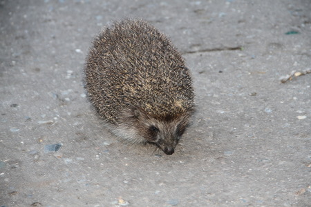 hedgehogの写真素材