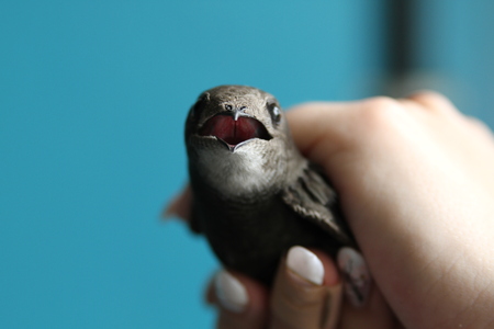 swift