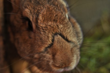 head rabbitの写真素材