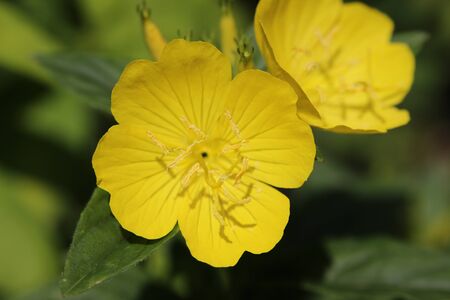 flowerの写真素材