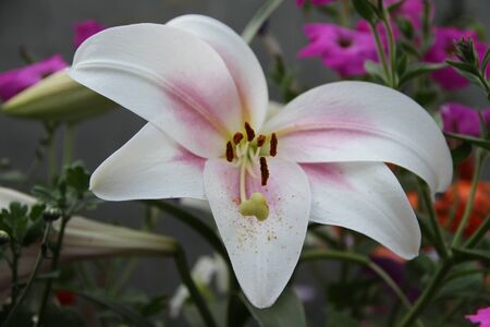 lily, flowerの写真素材