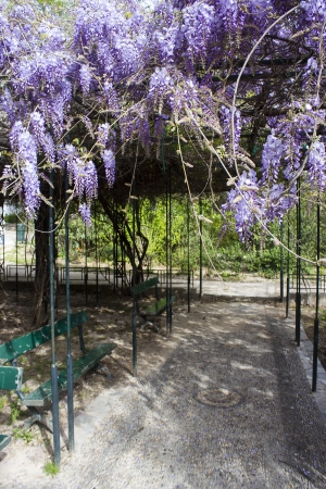 flowers over the benchの写真素材