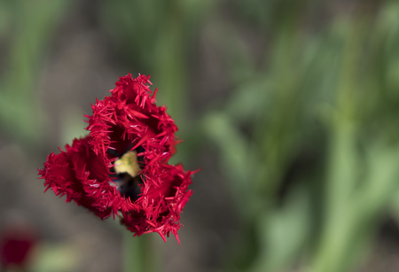 red tulip, close upの写真素材