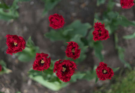 red tulips, close up view
