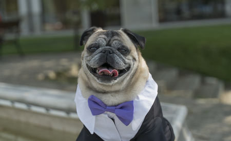 mops dog with suit and papion, front viewの写真素材