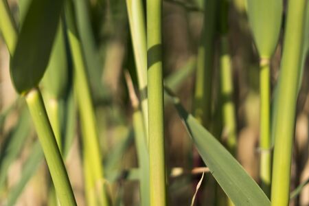 Reed close-up view, horizontalの写真素材