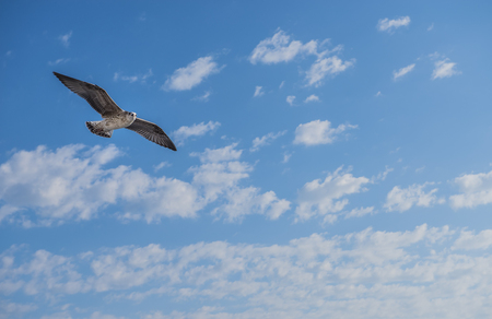 sea gull bird flying view from below, on clear blue sky, close-upの写真素材