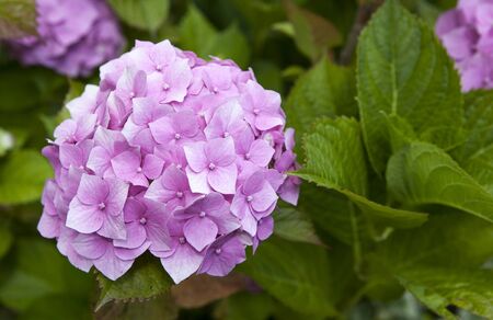 Common names Hydrangea hydrangea or hortensia