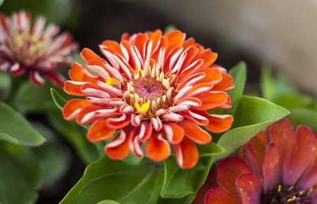 Zinnia elegansの写真素材