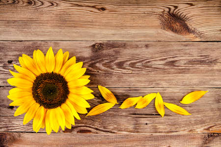 Sunflower flower on a wooden background. View from another angle in the portfolio.