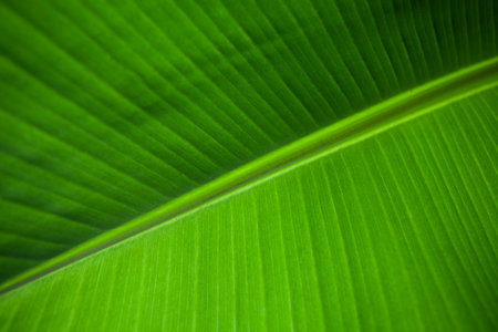 The structure of the leaf