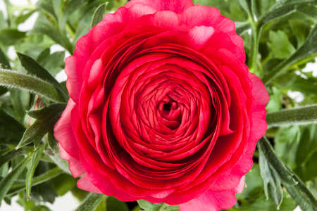 Rose, a different angle view in the portfolio.