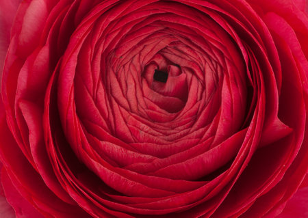 Rose, a different angle view in the portfolio.の写真素材