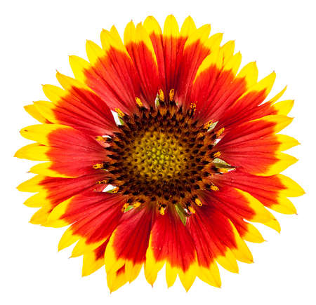 Decorative sunflower isolated on the white backgroundの写真素材