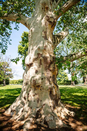 Old Platanus tree in the parkの写真素材