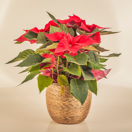 Christmas star Poinsettia in a pot on a white backgroundの写真素材